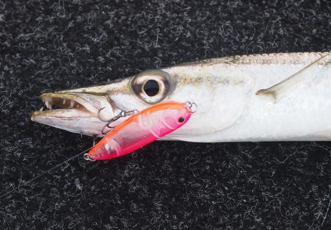 This pike took a liking to a surface lure © Gary Brown